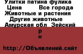 Улитки патина фулика › Цена ­ 10 - Все города Животные и растения » Другие животные   . Амурская обл.,Зейский р-н